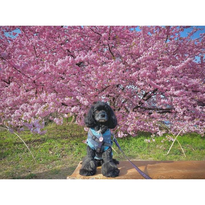 0b9245af 2fb1 460d b042 068f4db30198 1678448679256