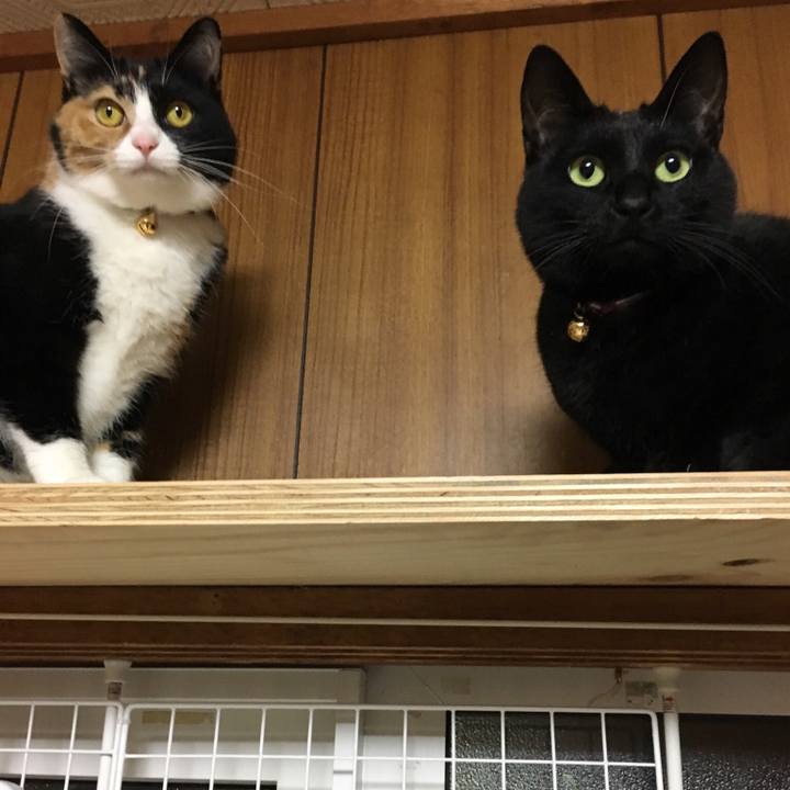 0b9307f4 2f74 4e87 a54c d6b8890a5143 1511696168983