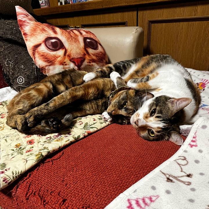 0b9ab264 cb35 479d 98ca 54b5a8d85b0a 1716906445300