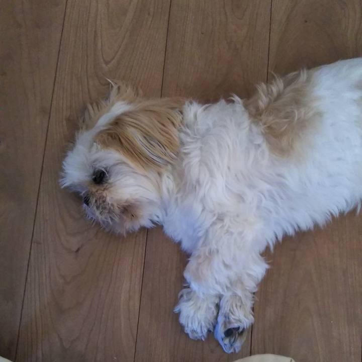 0b9ccea8 1762 4c7a be81 c035eeaf07da 1529213369513