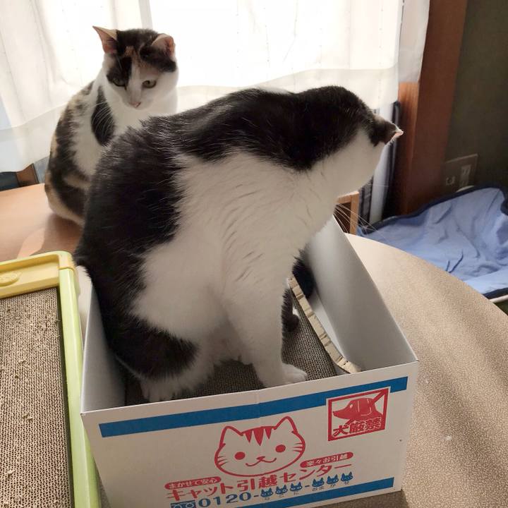 0b9cd0c9 6780 49da 8643 8695558f7552 1534038815716