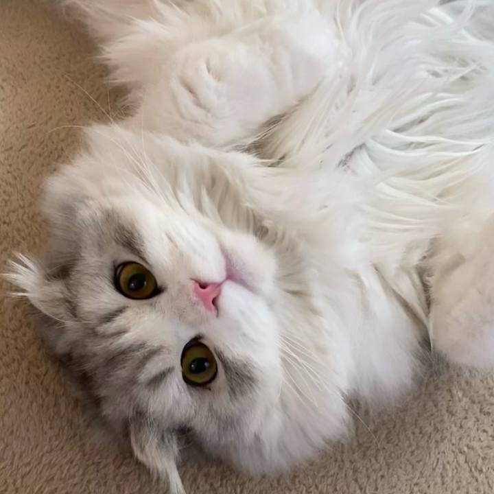 0b9d82a1 edf1 4dff 8440 4e013b9142f3 1614167963332