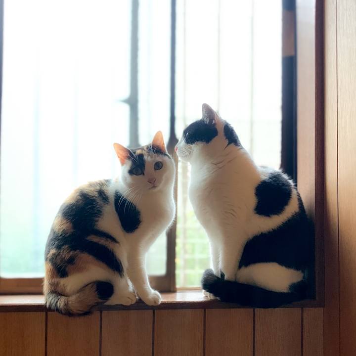 0b9f9ba6 fb57 442e bed6 44e401aa68af 1585100929338