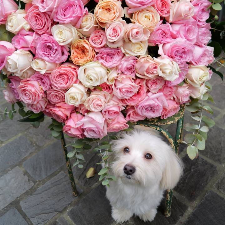 0ba1f816 dd4a 48be 8c96 8e5c1682770a 1769287193886