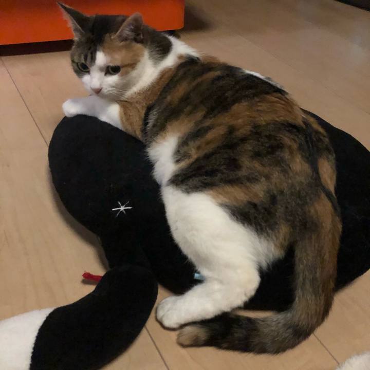 0ba4b39c f51d 494d 9f92 c068786d6b68 1589108519574