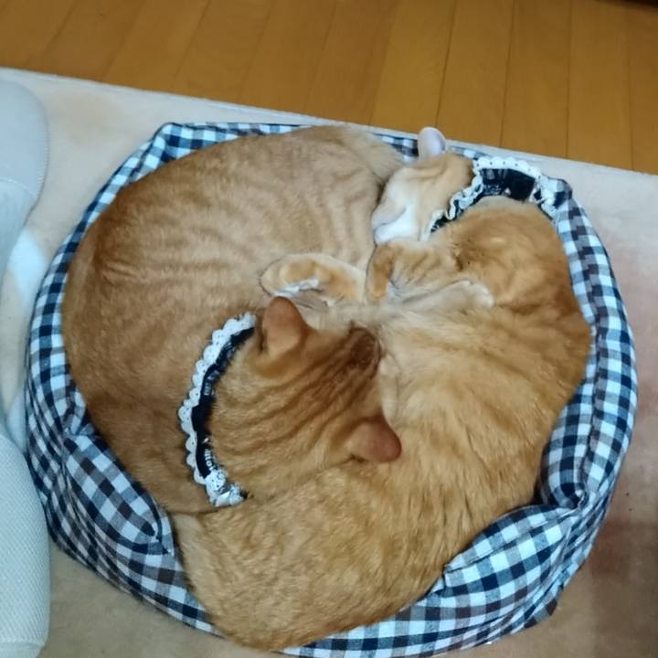 0ba53221 9379 4187 8f70 908de289b797 1603519340259