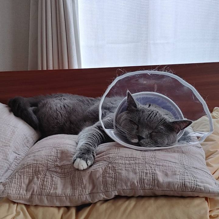 0ba57028 0472 4a96 83a6 8101b653a977 1630824183023