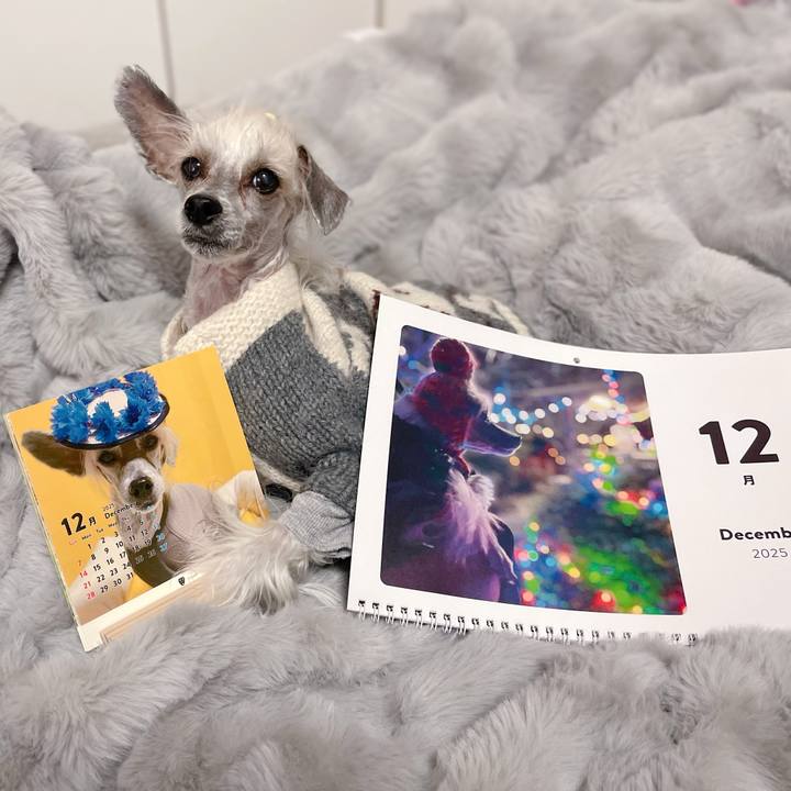 0ba5faab c3db 4cd3 a0c5 e0e5f3f1de4e 1764553066083