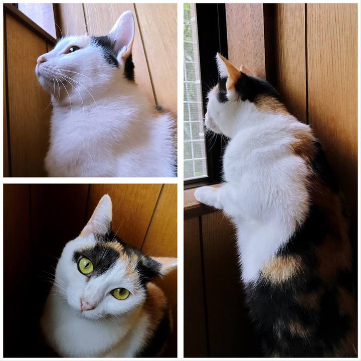 0ba71cba a472 4638 9a51 c5c1efd0ce36 1508714242716