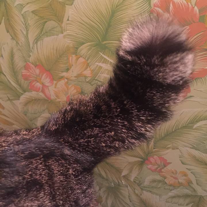 0ba71f00 268d 4f4a aaeb d360df77600a 1553873685281