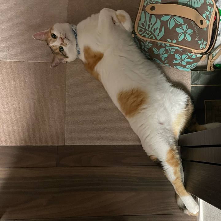 0ba7a79b d572 448d ac97 09ff6eb60b06 1688656449750