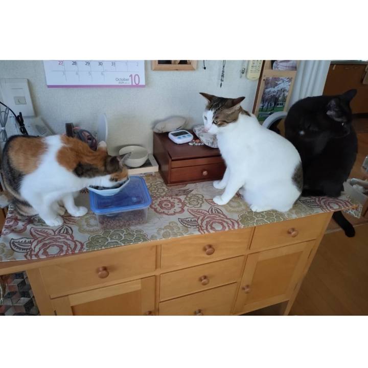 0ba8daee c683 4066 b483 ceff87c890f9 1728111556156