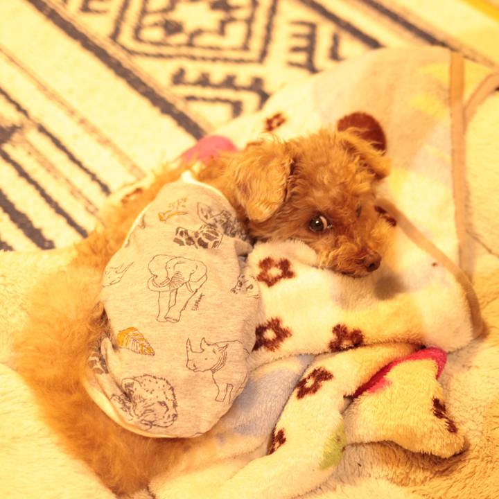 0bae8b00 f3c9 4ecd 87c1 01bf43ec8825 1622382482946