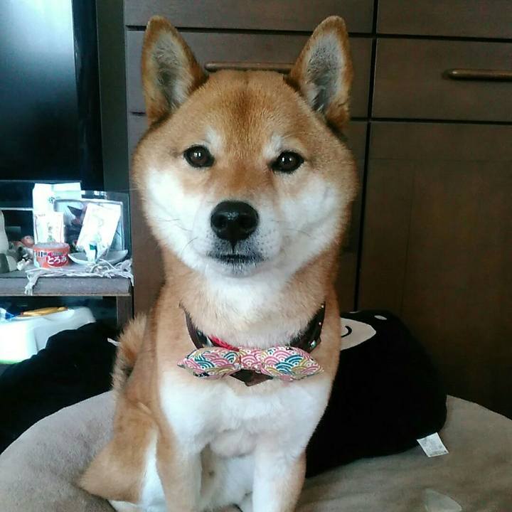 0baf688b 4c58 459b 8a2a 6886ecbc2aef 1552782338288