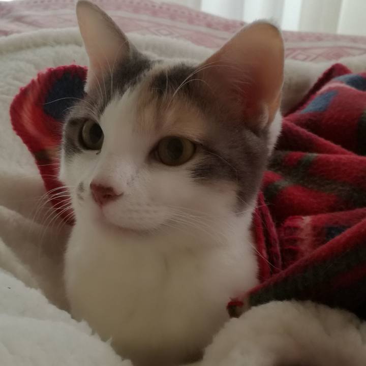 0bb4b50b f1a1 430a 85d5 92a006b6c88e 1514799670371