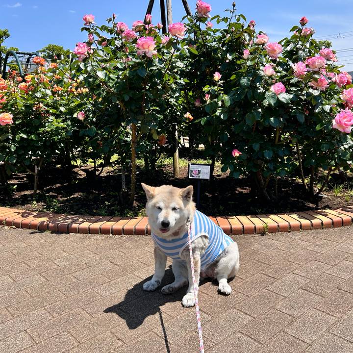 0bbf46a4 0345 4c50 bfcb 31534e5e87ce 1746674761318