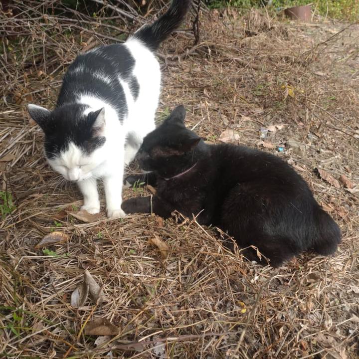 0bbf79cd 1bea 439c a60f 5433069549b4 1729037592112