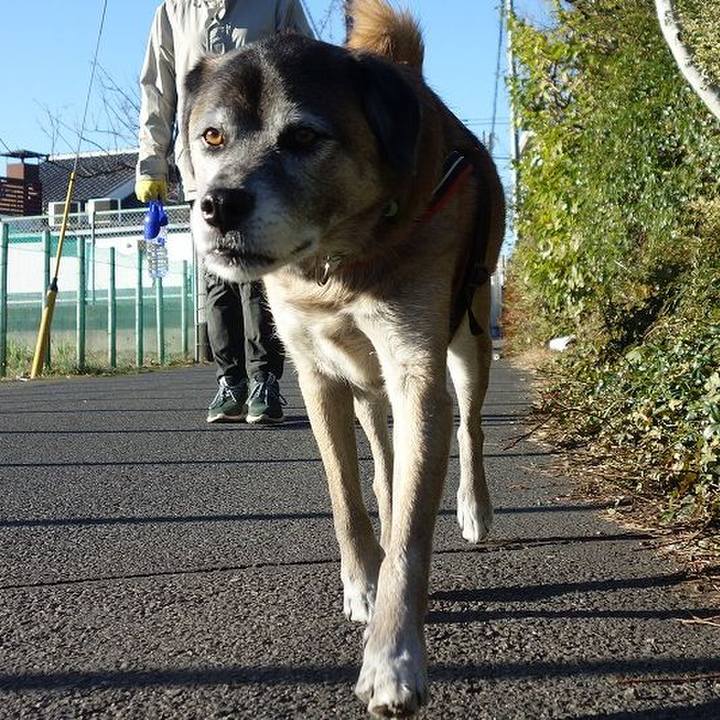 0bc2d69a ca26 411a a9f4 c43101c5cd4c 1513470459697