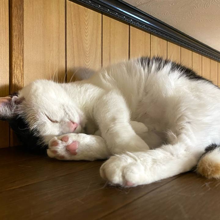 0bc4c9ea b724 485f beb6 a07b08363440 1653915704798