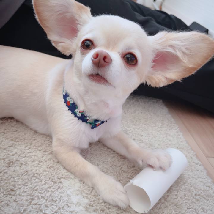 0bc4fc02 d0bf 49d9 86de eaf2ef4c8cad 1755938642371