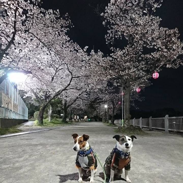 0bc725d0 08ab 4a66 9184 45e11bef23c1 1585303296579