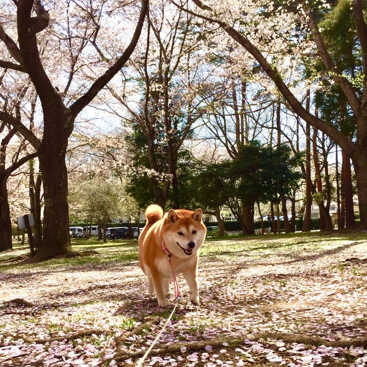 0bc7f407 b67d 49e2 9601 d4f7ab732bfd 1555038484637