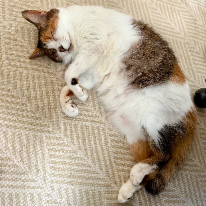 0bc9ac74 5731 42b3 9e20 52b4bda547a2 1750129849431