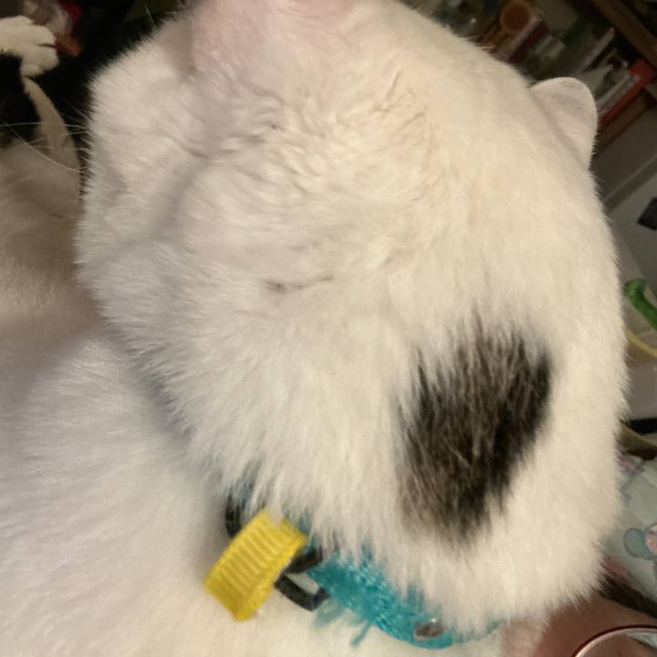 0bca60aa 708b 432a 9a95 39b724ece53b 1765848627820