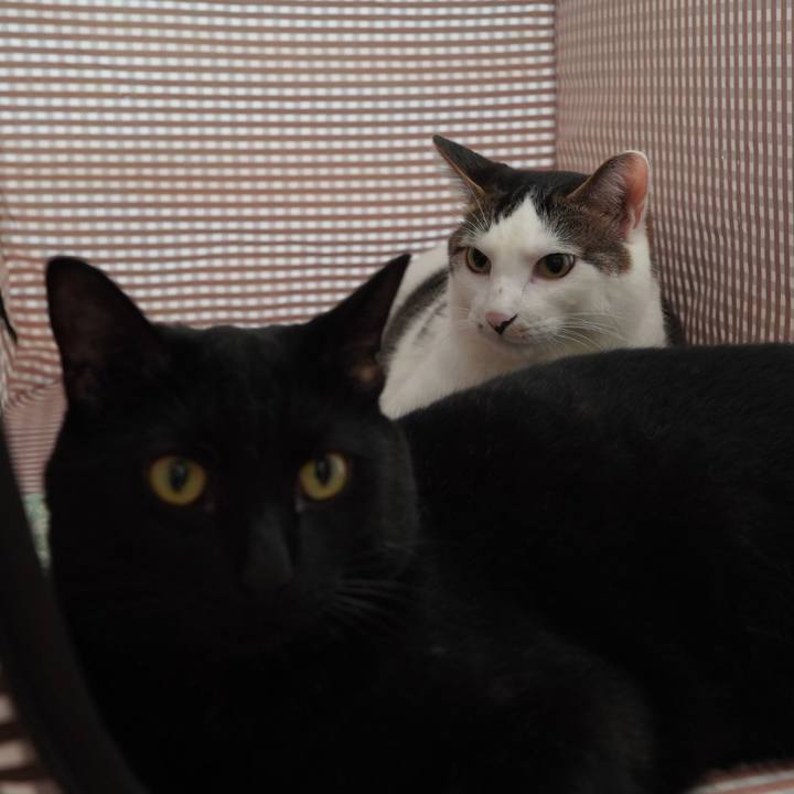 0bcab7aa 5f93 4da1 8f77 04a9d1e4969d 1597623391766