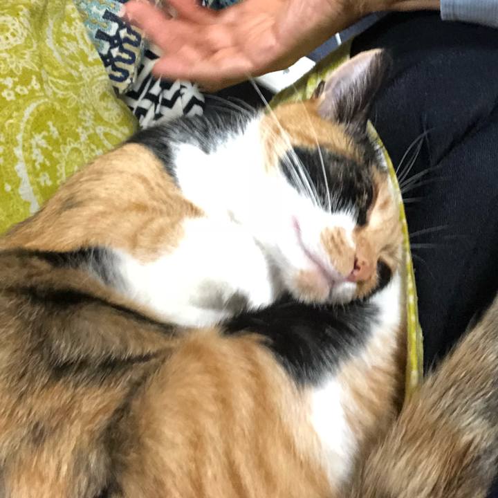 0bcb86c1 2168 4cc6 a777 c97736ff4bec 1539517729930