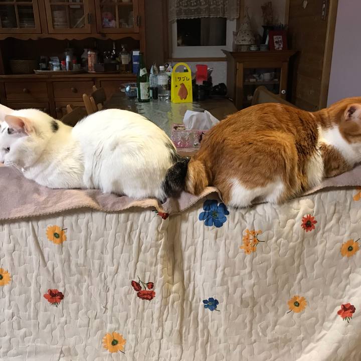 0bcc7ce8 864a 4350 8449 1fbc7802c8f3 1573908587168