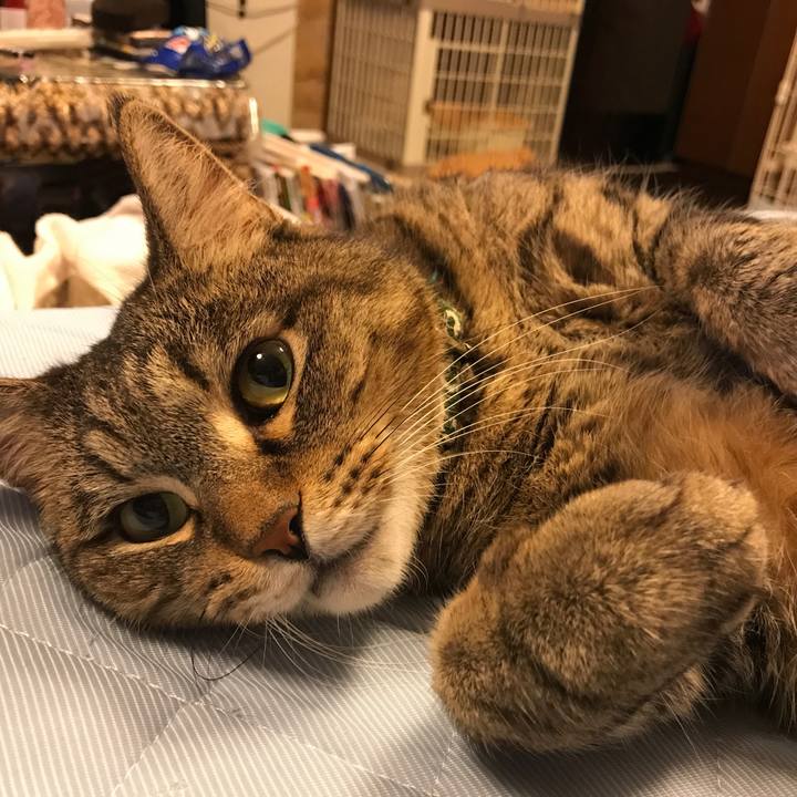 0bccaded deff 4059 abca 7f764c41223a 1529130934506