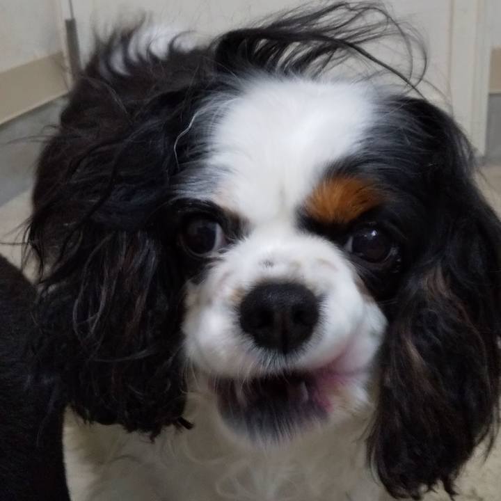 0bce82fe 68a5 4994 8022 4f88394f78fd 1559276028449