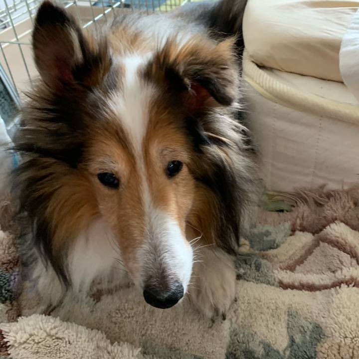 0bceb018 76bf 4f52 b9ee 35167f2cd1d8 1587279588134