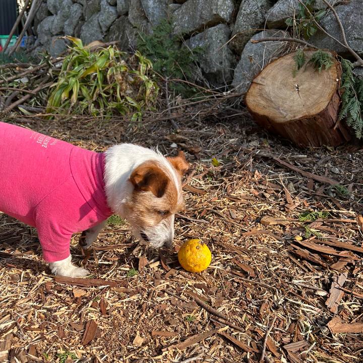 0bcfe690 c6b9 408c b7d1 57eaf2179a30 1771200341354