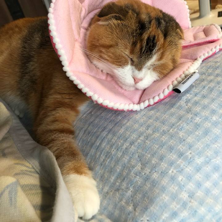 0bd21456 011c 4cfc 870f 10338baf78c7 1563092218759