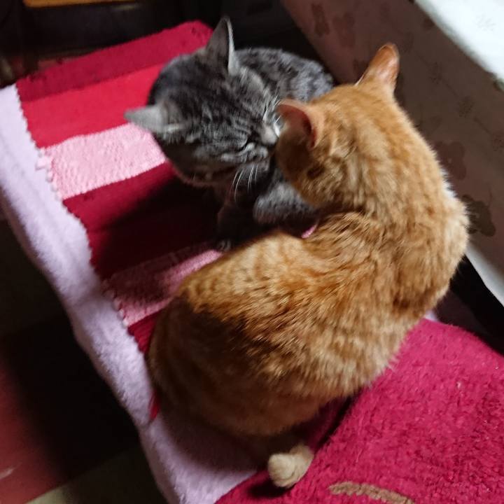 0bd538e9 f6ca 44e2 9197 d5827bd90082 1554282705231