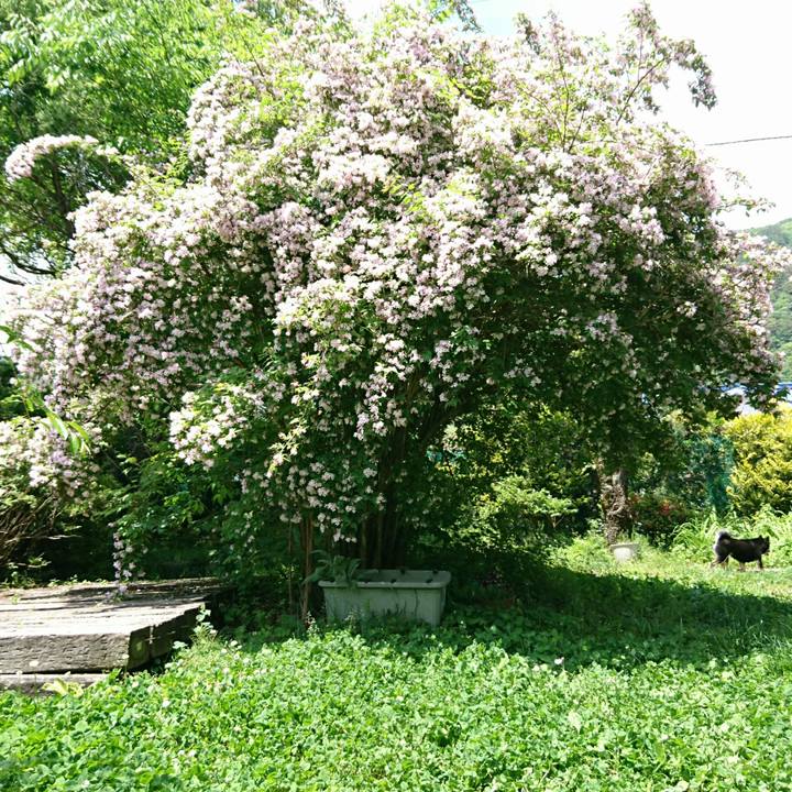 0bd9b9f4 768c 4053 aa68 1998543c46ac 1559357177529