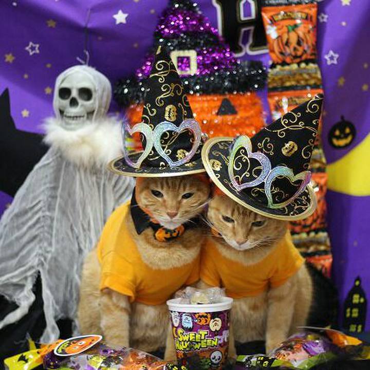 0bdbe46f 3cb7 4716 b4a3 33d4223c4898 1539590552271