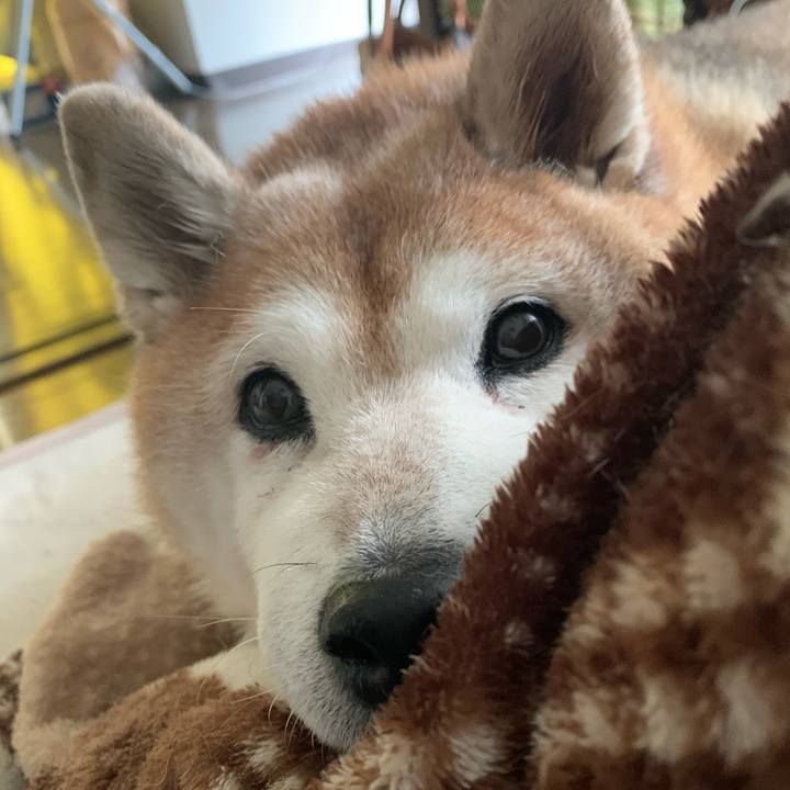 0bdc6992 a8ba 4395 aad0 a915a76a457d 1604411711241