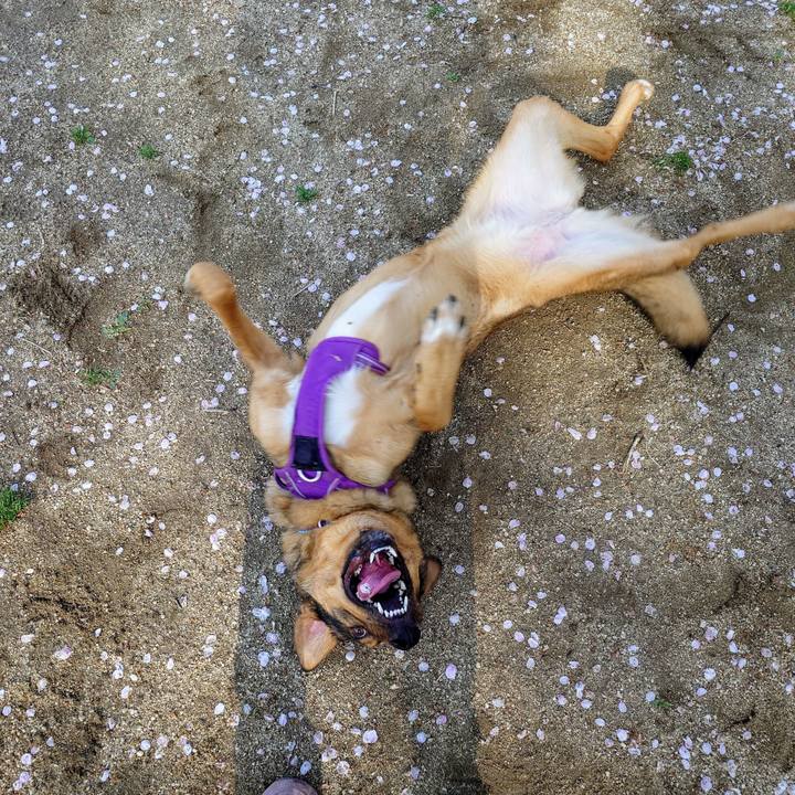 0bdcdf26 dc85 45f2 acb3 019116fdf89b 1744420157456