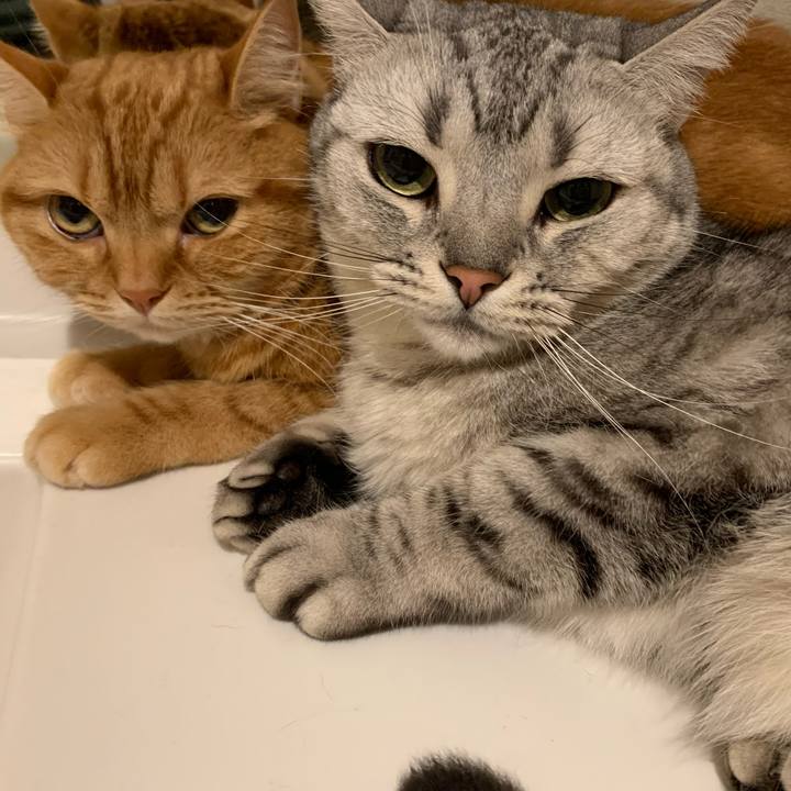 0bdd352a 9cd8 4406 9ce8 52f2434c6277 1616975883741