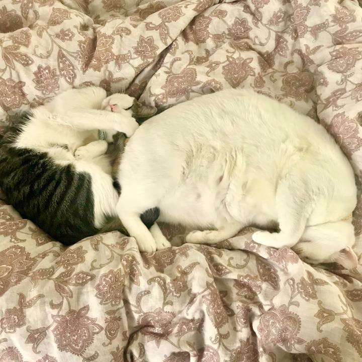 0bde0d3e bed0 415d b7f9 32a7234b9c8a 1541935731213