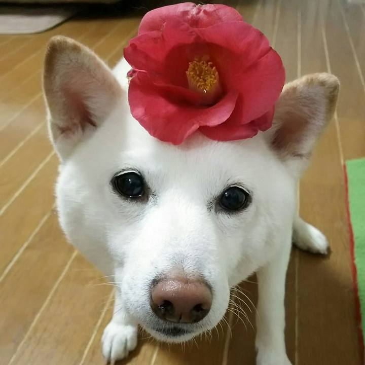 0bdf61bf e1da 4887 850a 006db213a96c 1522147478856