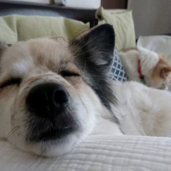 0be02bcf f1aa 4286 8c45 c0e78c7fabf7 1513596696311