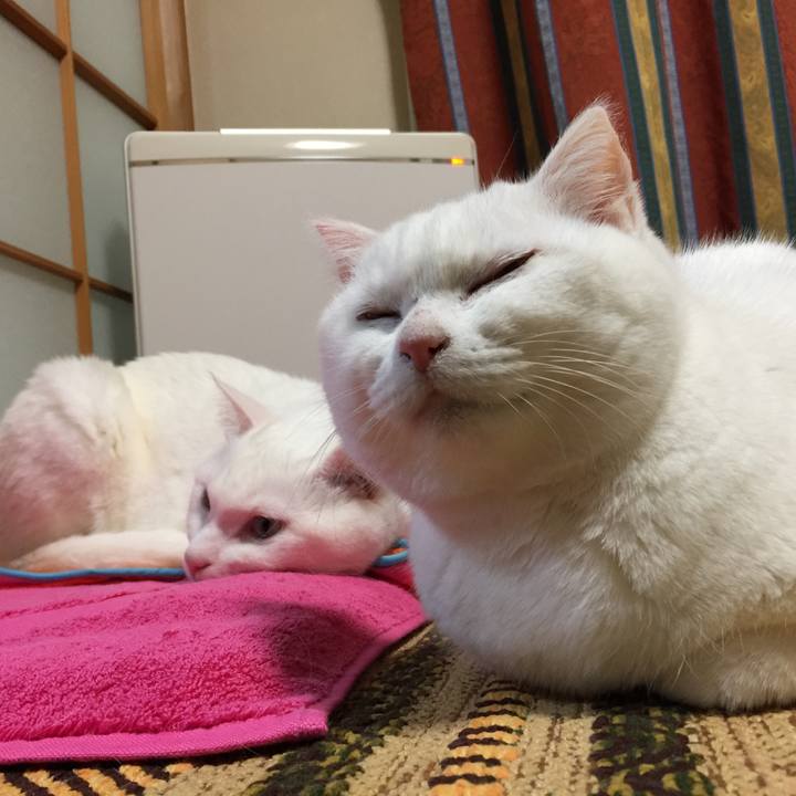 0be0a43c 0092 498d 874b d8324848764f 1516350816224