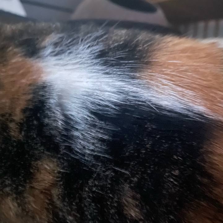 0be2138c 837d 4af8 bc32 1d54f4b45ed8 1721829422398