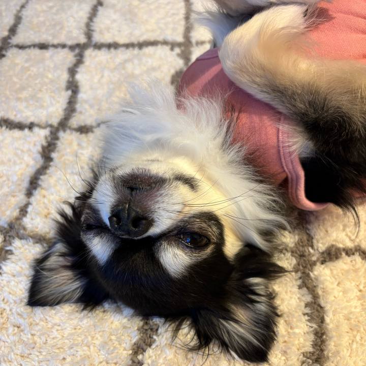 0be22644 a134 49e9 a263 2c243ca720da 1734883242921