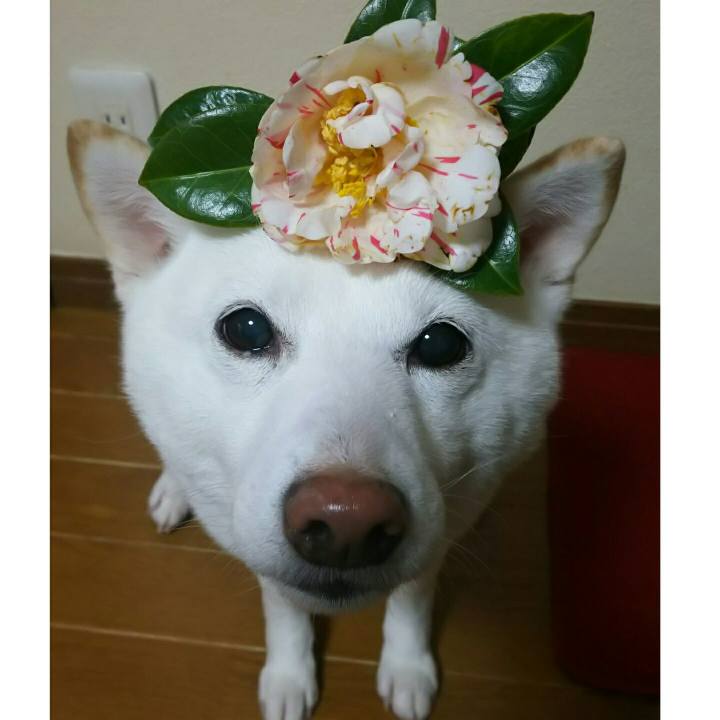 0be2c42a 02cf 40f5 ac36 8d710cde1e00 1583394888599