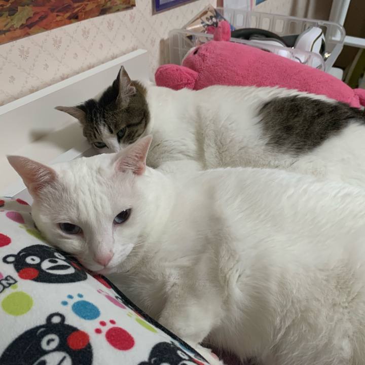 0be3ddd1 d75c 4e6f 8c4c 8a0dd6960c03 1624624509740